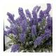 Фото Букет лаванды К-113  - Магазин MASMART